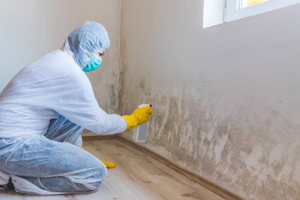 Licensed Mold Testing service in Warrenton, GA - WQB Mold Removal